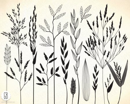 Полевые травы Графика