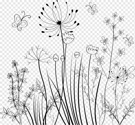 Полевые цветы Графика