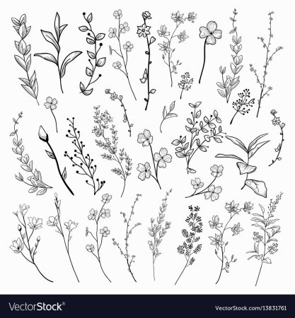 Зарисовки мелких растений (цветов, трав)