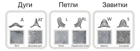 Дерматоглифика типы узоров
