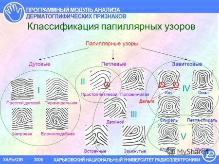Тип папиллярного узора отпечатка пальца
