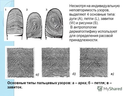 Петля дерматоглифика
