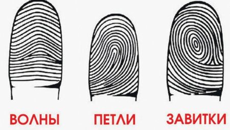 Дерматоглифика завитки