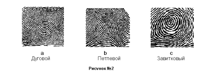 Папиллярные узоры дуговые петлевые завитковые