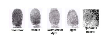 Папиллярные узоры на отпечатках пальцев