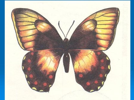 Узоры на крыльях бабочки