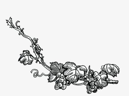 Виноградная лоза