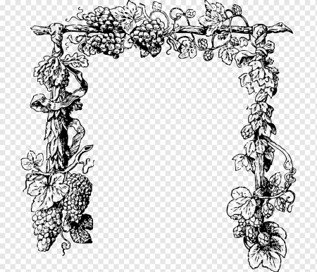 Виноградная лоза арка вектор