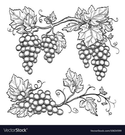 Виноградная лоза орнамент