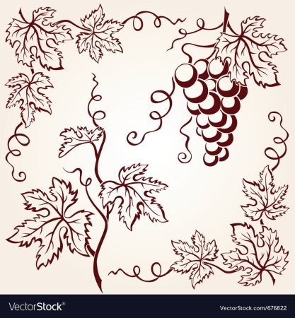 Виноградная лоза рисунок