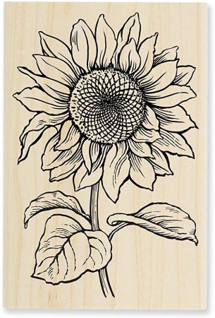 Подсолнух набросок