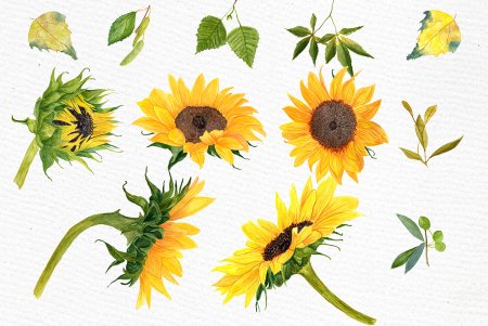 Подсолнух референс