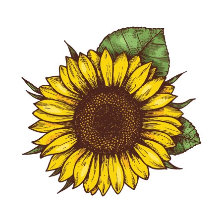 Подсолнух вектор