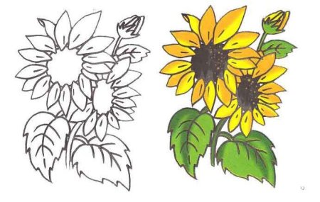 Подсолнух рисунок для детей карандашом