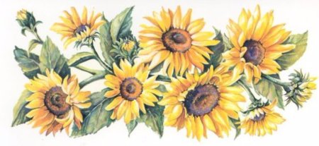 Подсолнухи полоска