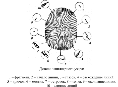 Отпечаток папиллярного узора строение