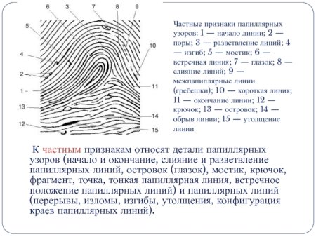 Строение папиллярного узора отпечатка пальца