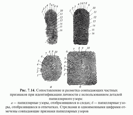 Строение папиллярного узора криминалистика