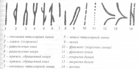 Частные признаки детали папиллярных линий