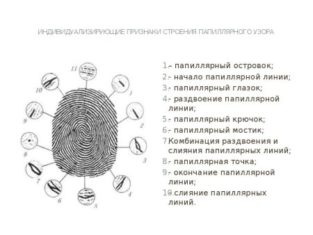 Строение папиллярного узора криминалистика