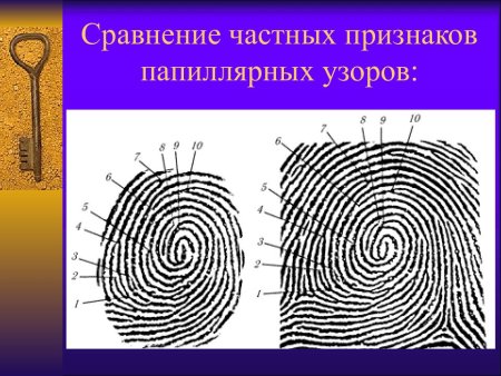 Элементы строения папиллярного узора
