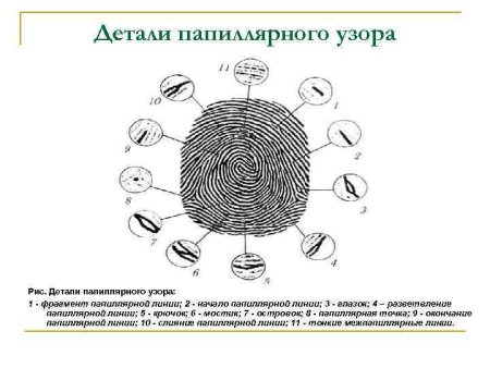 Описание отпечатков пальцев криминалистика пример