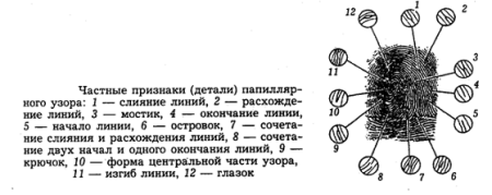Детали строения папиллярных линий