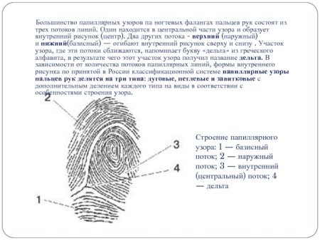 Разметка деталей строения папиллярного узора