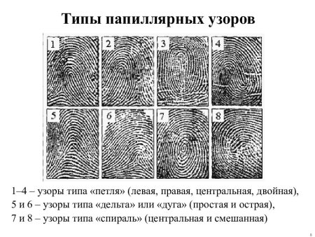 Строение папиллярного узора криминалистика