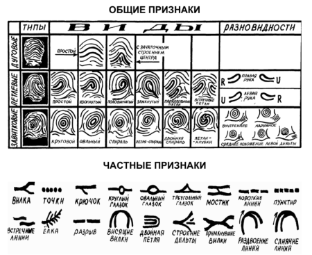 Типы папиллярных узоров в криминалистике