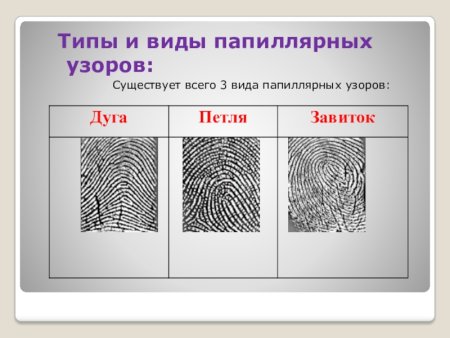 Папиллярные линии это в криминалистике