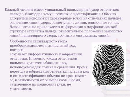 Зоны папиллярного узора пальца руки