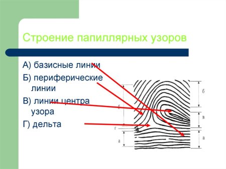 Строение дельты папиллярного узора