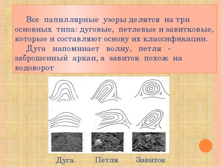 Частные признаки папиллярного узора