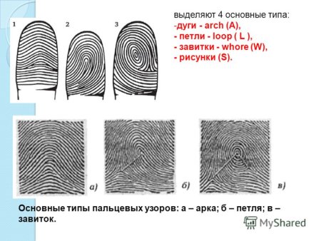 Дерматоглифика типы узоров