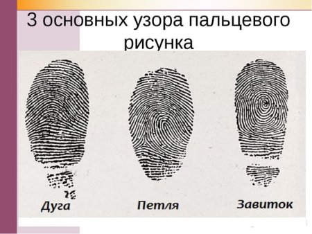 Тип папиллярного узора отпечатка пальца