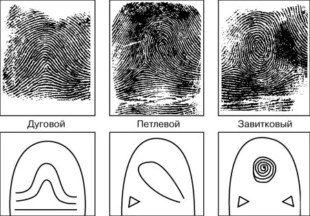 Петлевой Тип папиллярных узоров
