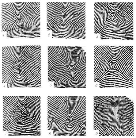 Дуговой Тип папиллярных узоров