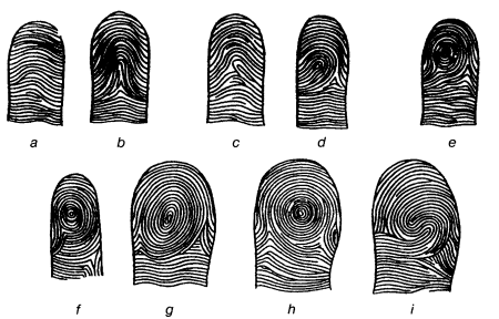 Тип папиллярного узора отпечатка пальца