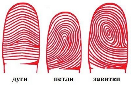 Папиллярные узоры на кончиках пальцев