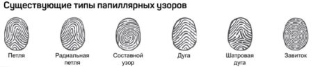 Типы папиллярных узоров в криминалистике