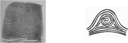 Завитковые папиллярные узоры