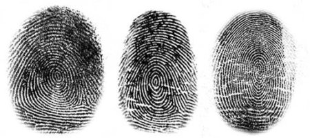 Папиллярный узор завиток