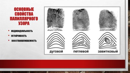 Типы папиллярных узоров в криминалистике
