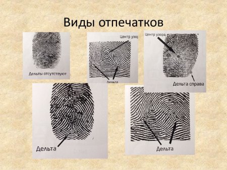 Папиллярные узоры криминалистика