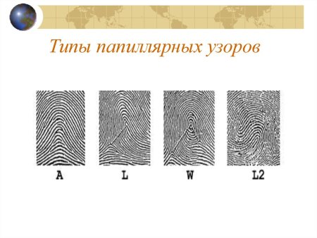 Типы папиллярных узоров в криминалистике
