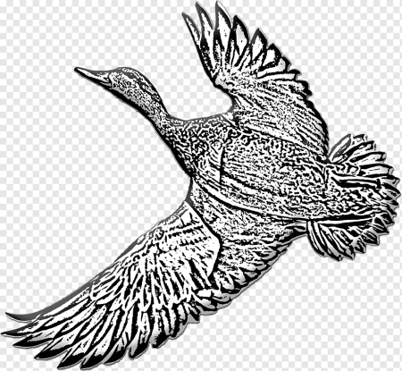 Узорчатая утка