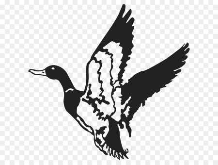 Охотничьи птицы силуэт