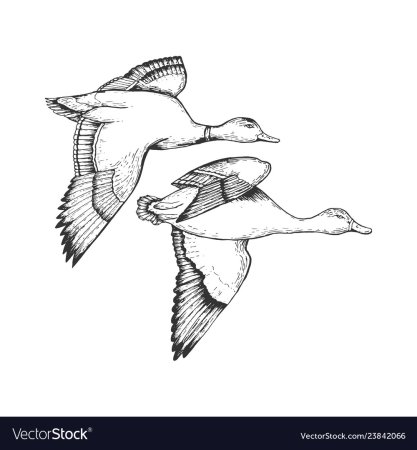 Утки в полете для раскраски