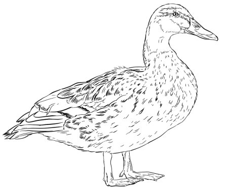 Утка кряква раскраска